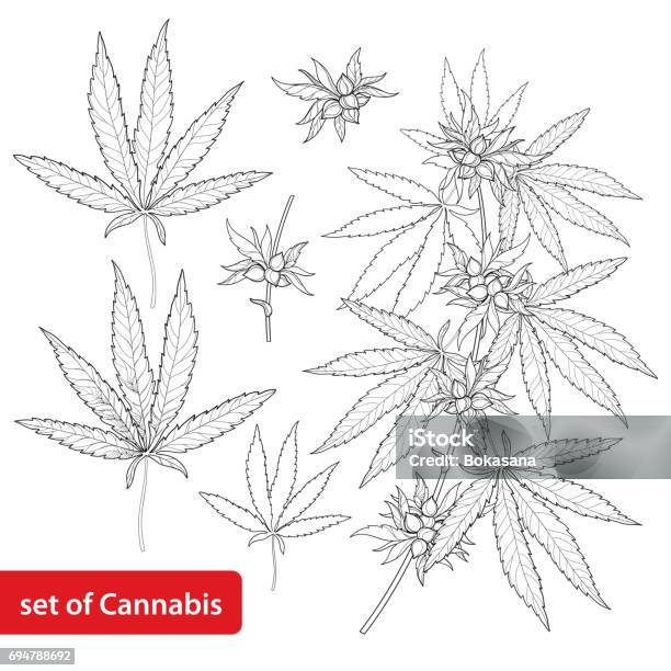 Vector Set With Cannabis Sativa Or Marijuana Branch Leaves And Seed Isolated On White Background Stock Illustration - Download Image Now