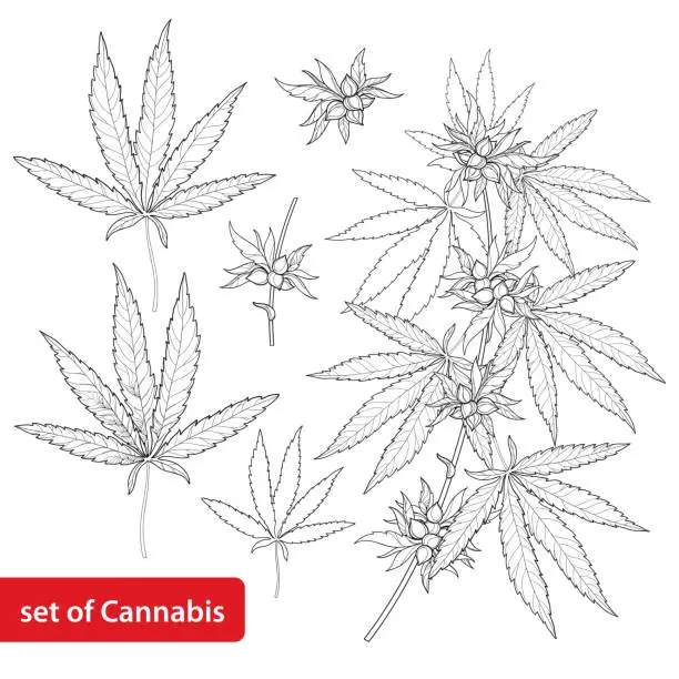 Vector illustration of Vector set with Cannabis sativa or Marijuana. Branch, leaves and seed isolated on white background.