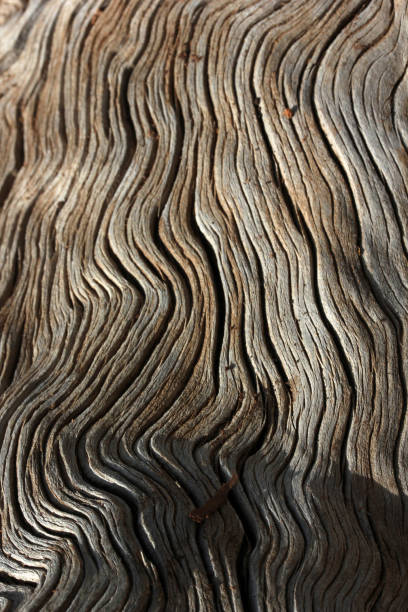 tło drzewa - driftwood twisted wood vertical zdjęcia i obrazy z banku zdjęć