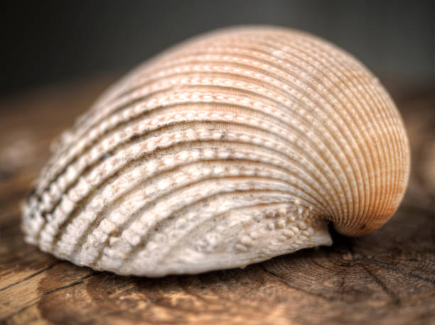 Brown sea shell stock photo