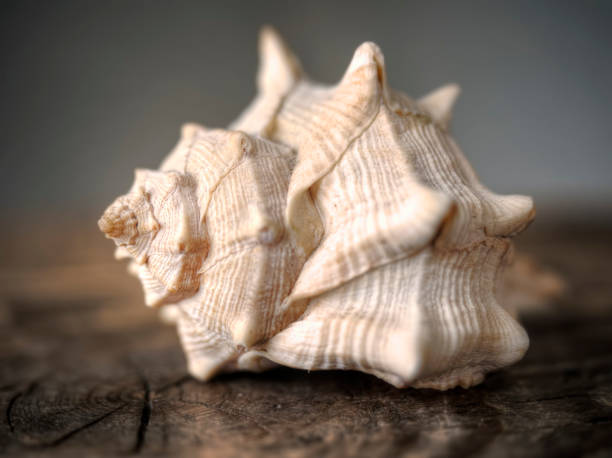Brown conch shell stock photo