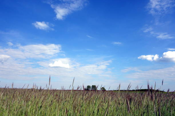 istock Calm sky above farmland 694792750