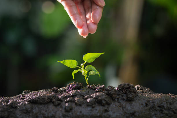 istock Agriculture , Growing plants , Plant seedling , Nurturing 694792770