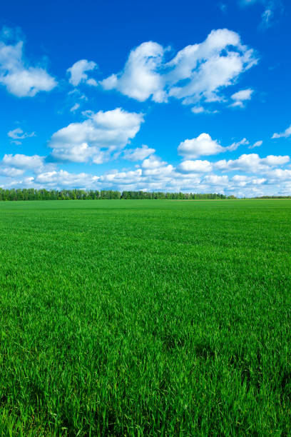 istock field of grass and perfect sky 694792786