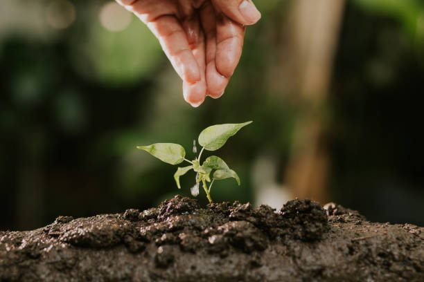istock Agriculture , Growing plants , Plant seedling , Nurturing 694792910