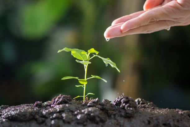 istock Agriculture , Growing plants , Plant seedling , Nurturing 694795124