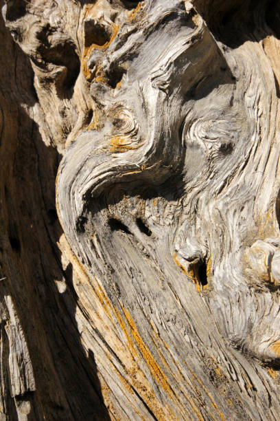 tło drzewa - driftwood twisted wood vertical zdjęcia i obrazy z banku zdjęć