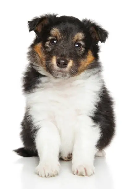 Shetland sheepdog puppy. Portrait on white background