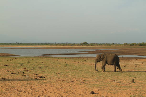 istock sri lankan elephant landscape 694795860