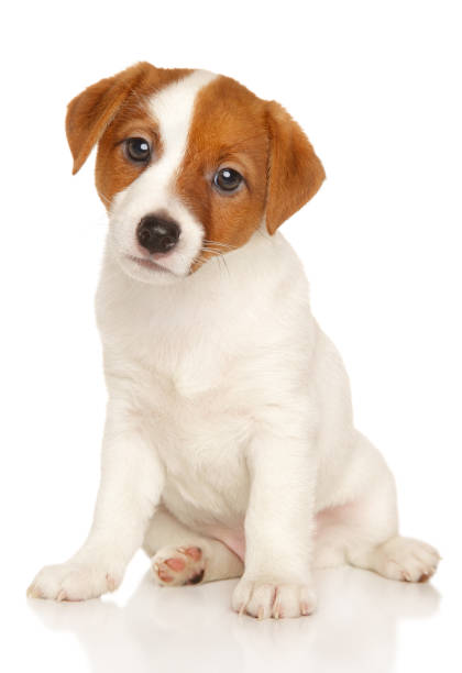 istock Jack Russell puppy 694795886