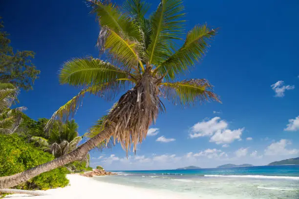 Photo of Palm trees on the beach of Seychelles