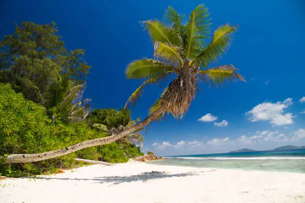 Photo of Palm trees on the beach of Seychelles
