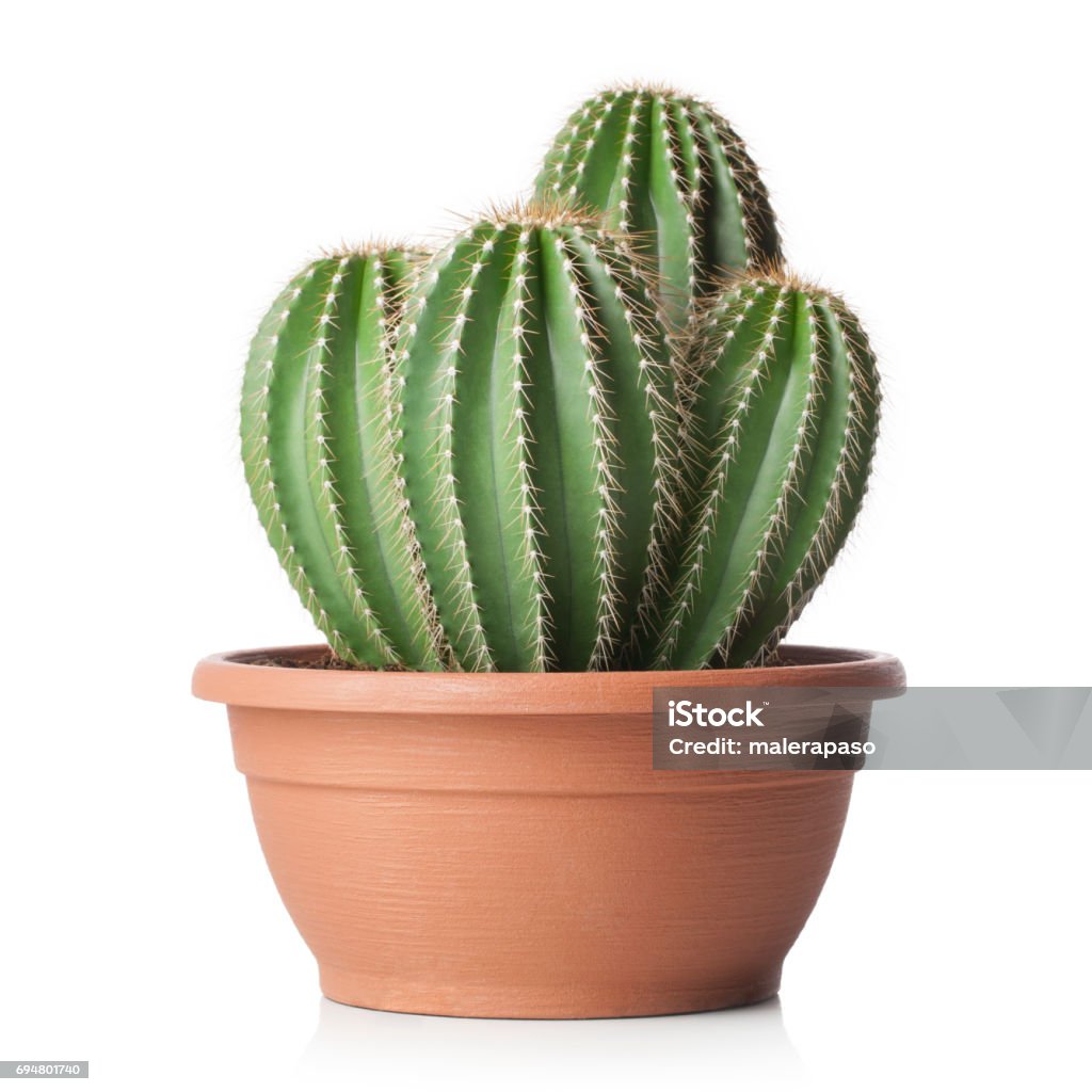 Cactus in pot on white background Cactus in pot isolated on white background. Cactus Stock Photo