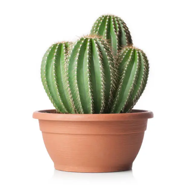 Photo of Cactus in pot on white background
