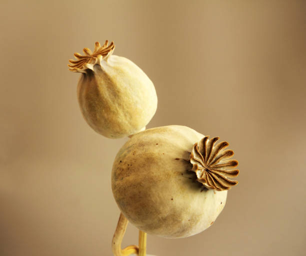 istock Dried poppy heads 694801908