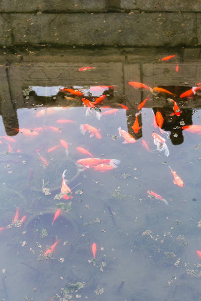goldfishes in pool in public park in Beijing