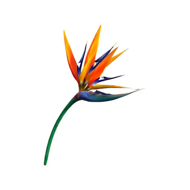 3D rendering of a strelitzia or bird of paradise flower isolated on white background