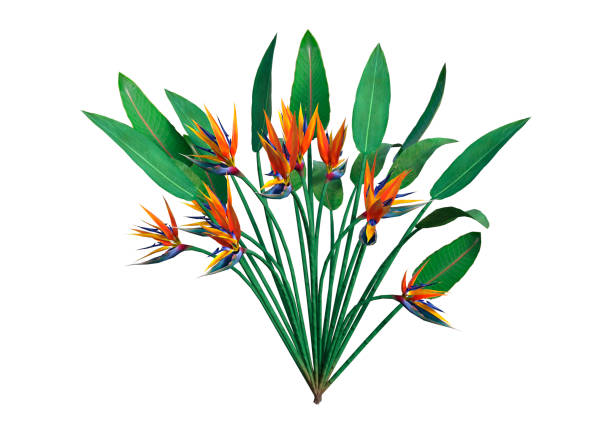 istock 3D Rendering Strelitzia or Bird of Paradise Flower on White 694811754