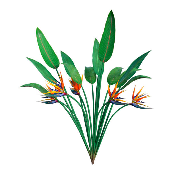 3D Rendering Strelitzia or Bird of Paradise Flower on White