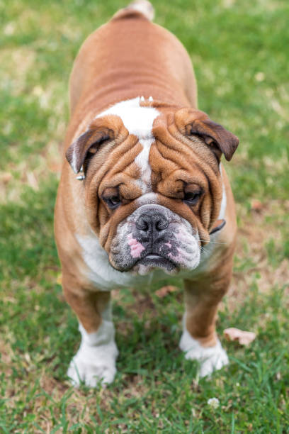 istock Angry English bulldog 694812206
