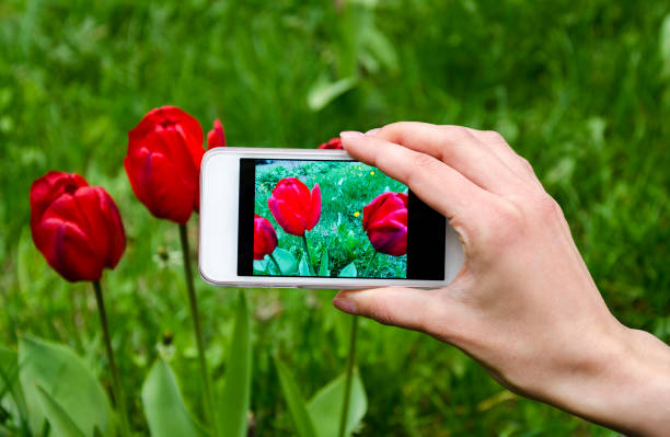 istock Blooming tulip on the gadget screen 694812328