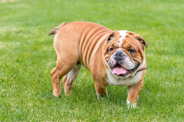 istock Cute English bulldog 694814900