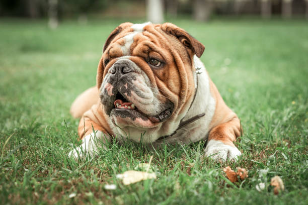 istock English bulldog lying in the grass 694815502