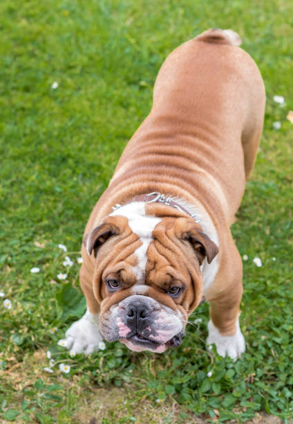 istock English bulldog posing 694818490