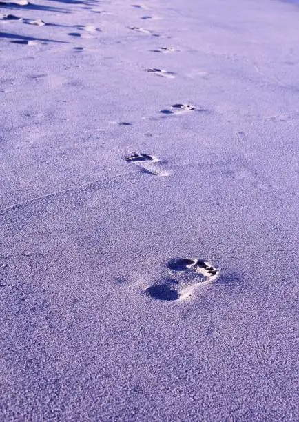 Impressions of foot steps on a beach when someone has been walking along the coastline.