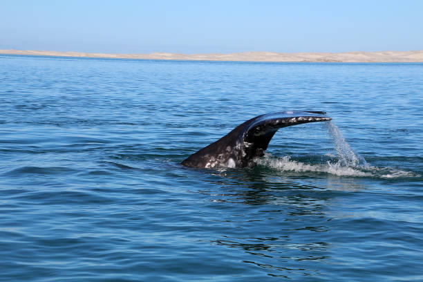 istock Whale watching tour Gray Whale-Baja California 694818910