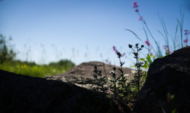 Beautiful scenery. Sky, grass, flowers and stones.