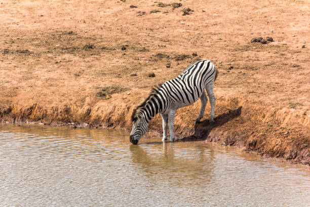 zebra drinking in late afternoon in the etosha national park