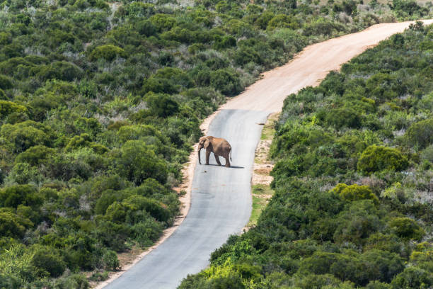 sabana del parque de elefantes addo, sudáfrica - south africa addo animal elephant fotografías e imágenes de stock