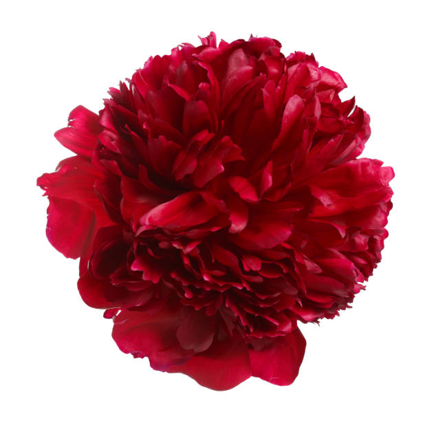 istock Burgundy peony flower isolated on white background. 694834810