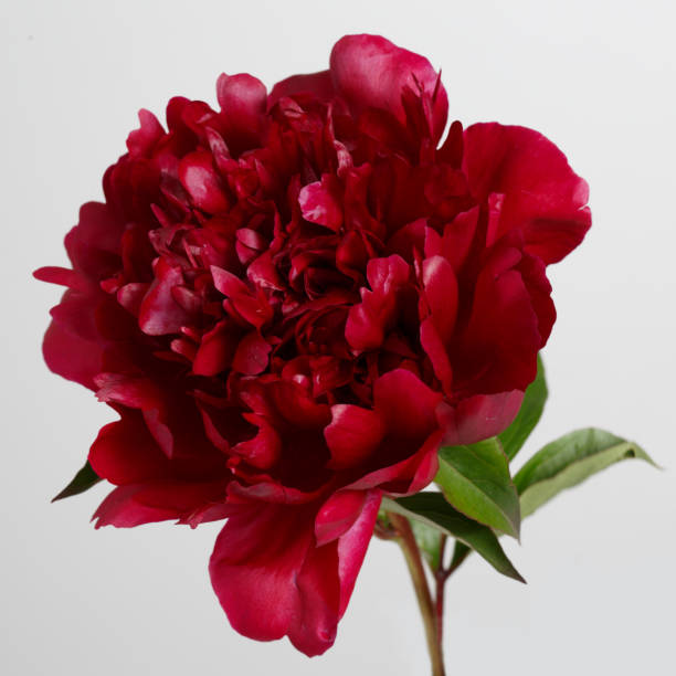 istock Burgundy peony flower isolated on gray background. 694835610