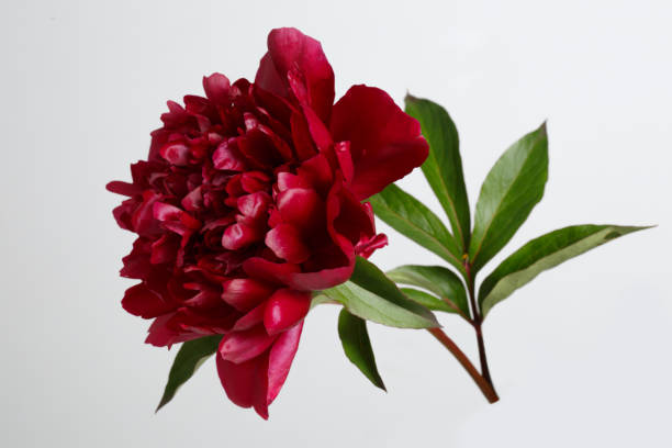 istock Burgundy peony flower isolated on gray background. 694835688