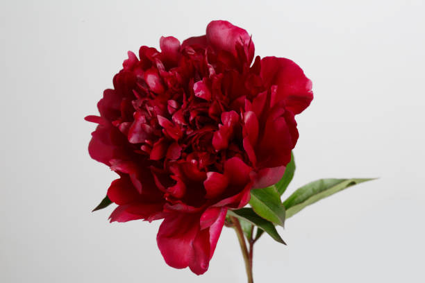 Burgundy peony flower isolated on gray background.