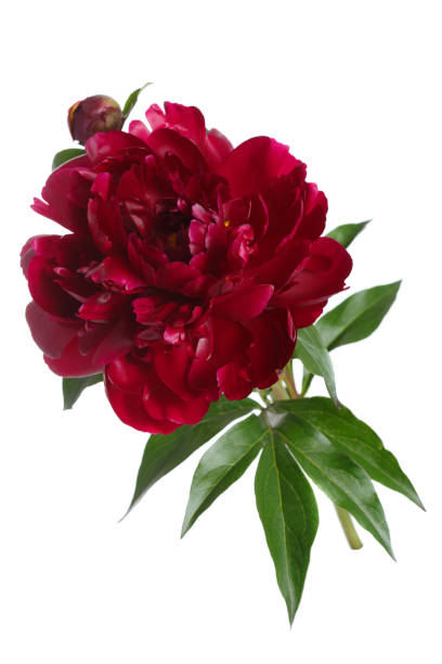 istock Burgundy peony bud isolated on white background. 694836154