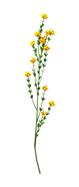 istock 3D Rendering Genista Hispanica Flowers on White 694836190