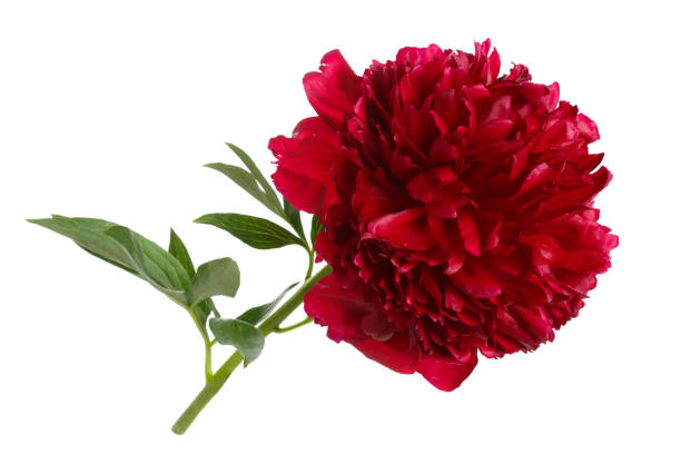 istock Burgundy peony flower isolated on white background. 694836218