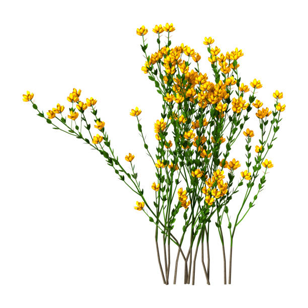 istock 3D Rendering Genista Hispanica Flowers on White 694836222