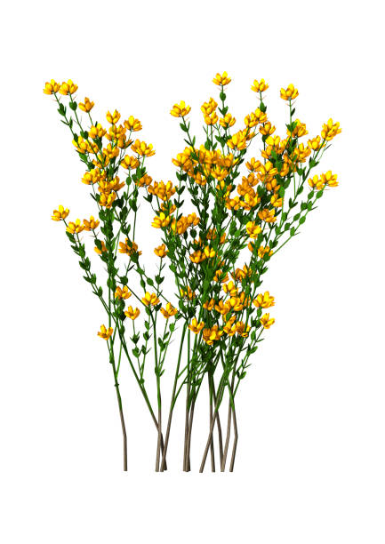 istock 3D Rendering Genista Hispanica Flowers on White 694836234