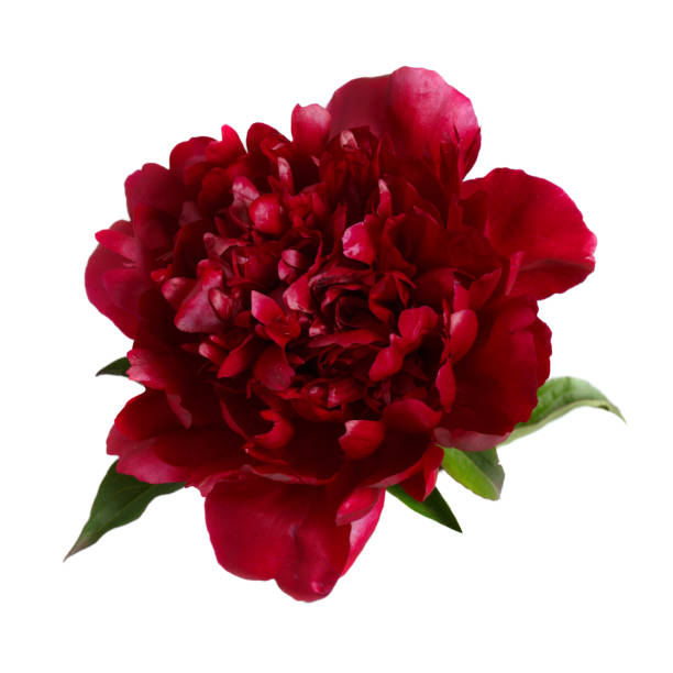 istock Burgundy peony flower isolated on white background. 694836266