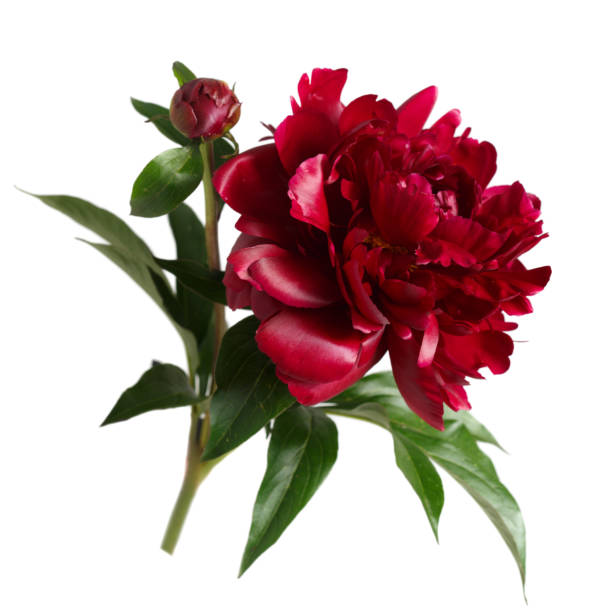 istock Burgundy peony bud isolated on white background. 694836302