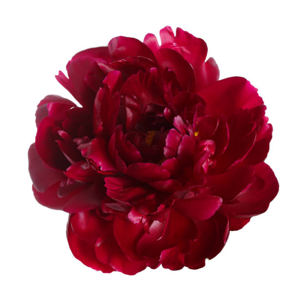 istock Burgundy peony flower isolated on white background. 694836364
