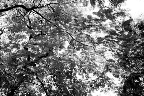 istock Forest trees. nature black and white wood  backgrounds 694838732