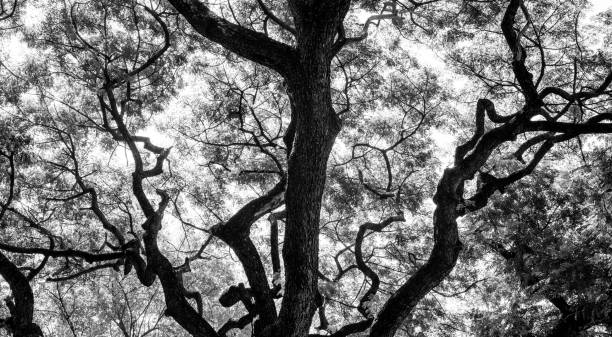 istock Forest trees. nature black and white wood  backgrounds 694838752