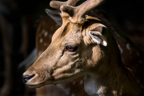 Fallow deer portrait. The stag has new antlers which have recently begun to grow and are still covered with skin.