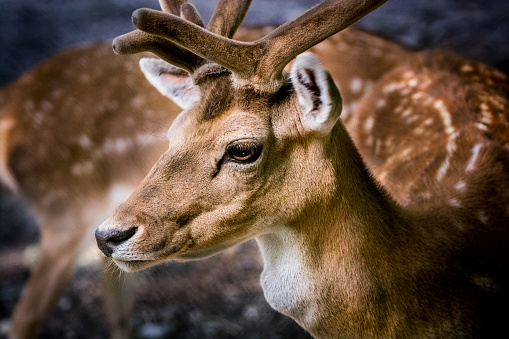 Fallow deer portrait. The stag has new antlers which have recently begun to grow and are still covered with skin.