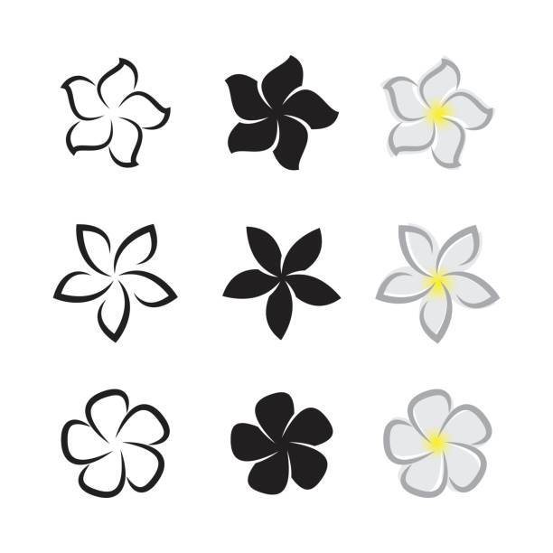 illustrazioni stock, clip art, cartoni animati e icone di tendenza di vettore di fiori tropicali frangipani (plumeria) su sfondo bianco. - frangipanni